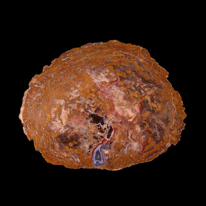 Petrified Wood Plate