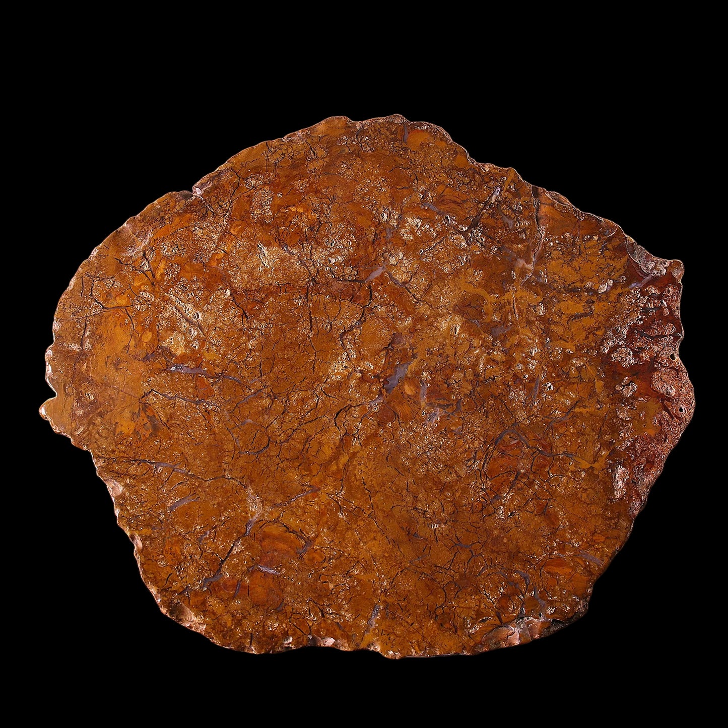 Petrified Wood Plate