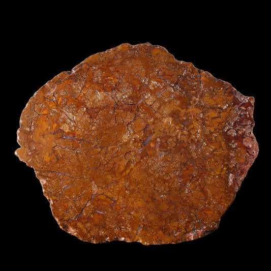 Petrified Wood Plate