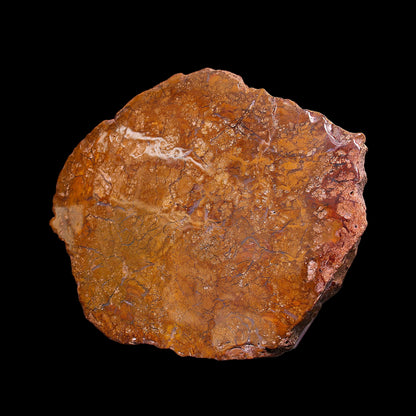 Petrified Wood Plate