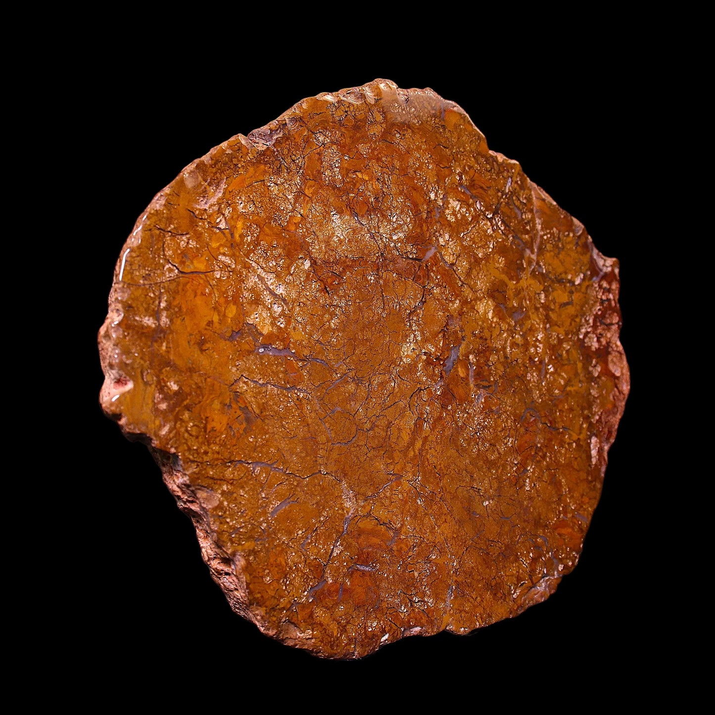 Petrified Wood Plate