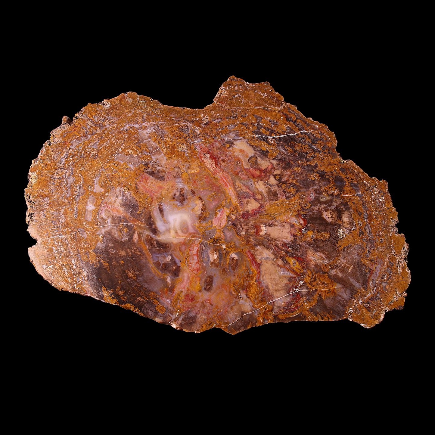 Petrified Wood Plate