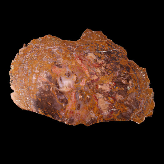 Petrified Wood Plate