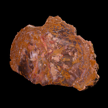 Petrified Wood Plate