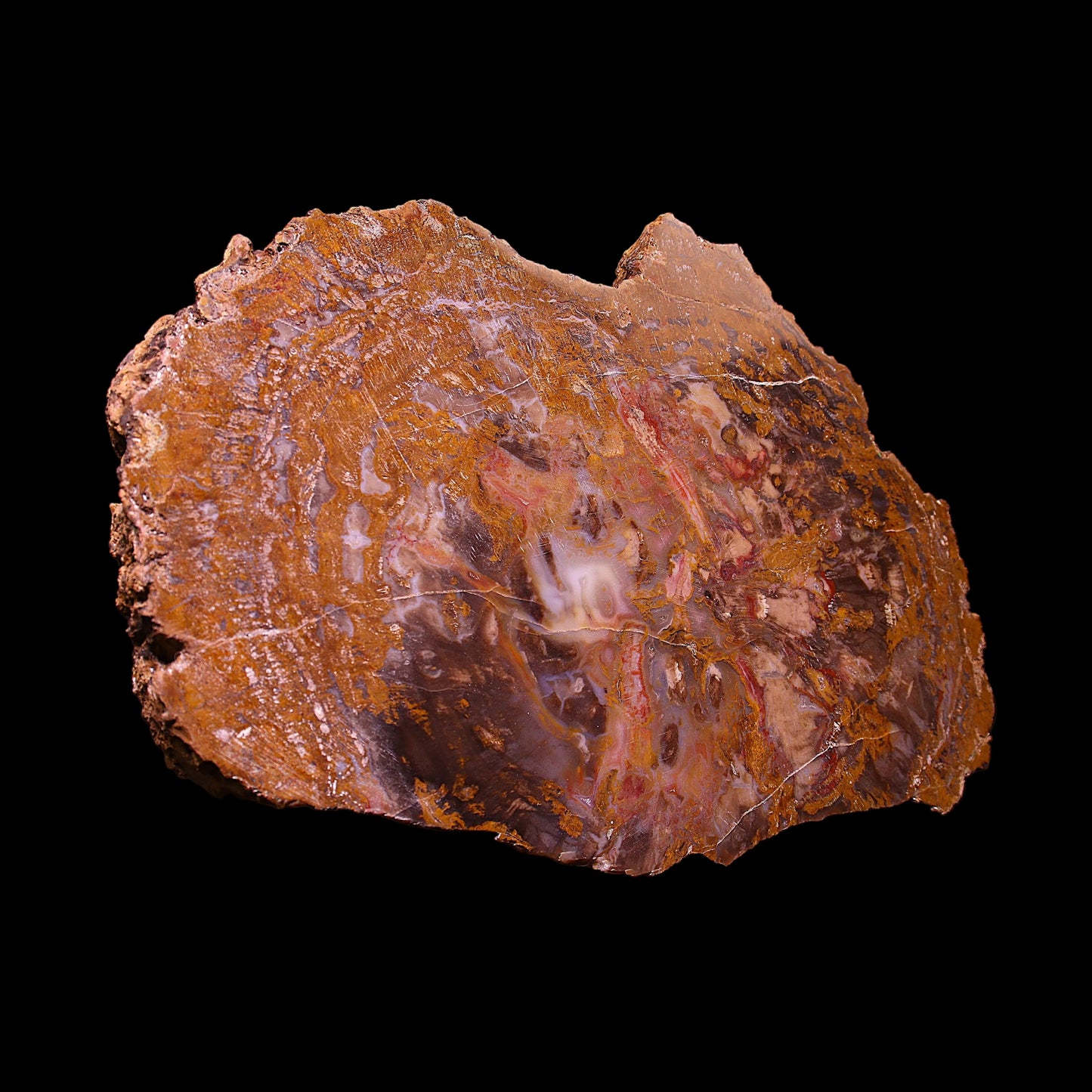 Petrified Wood Plate
