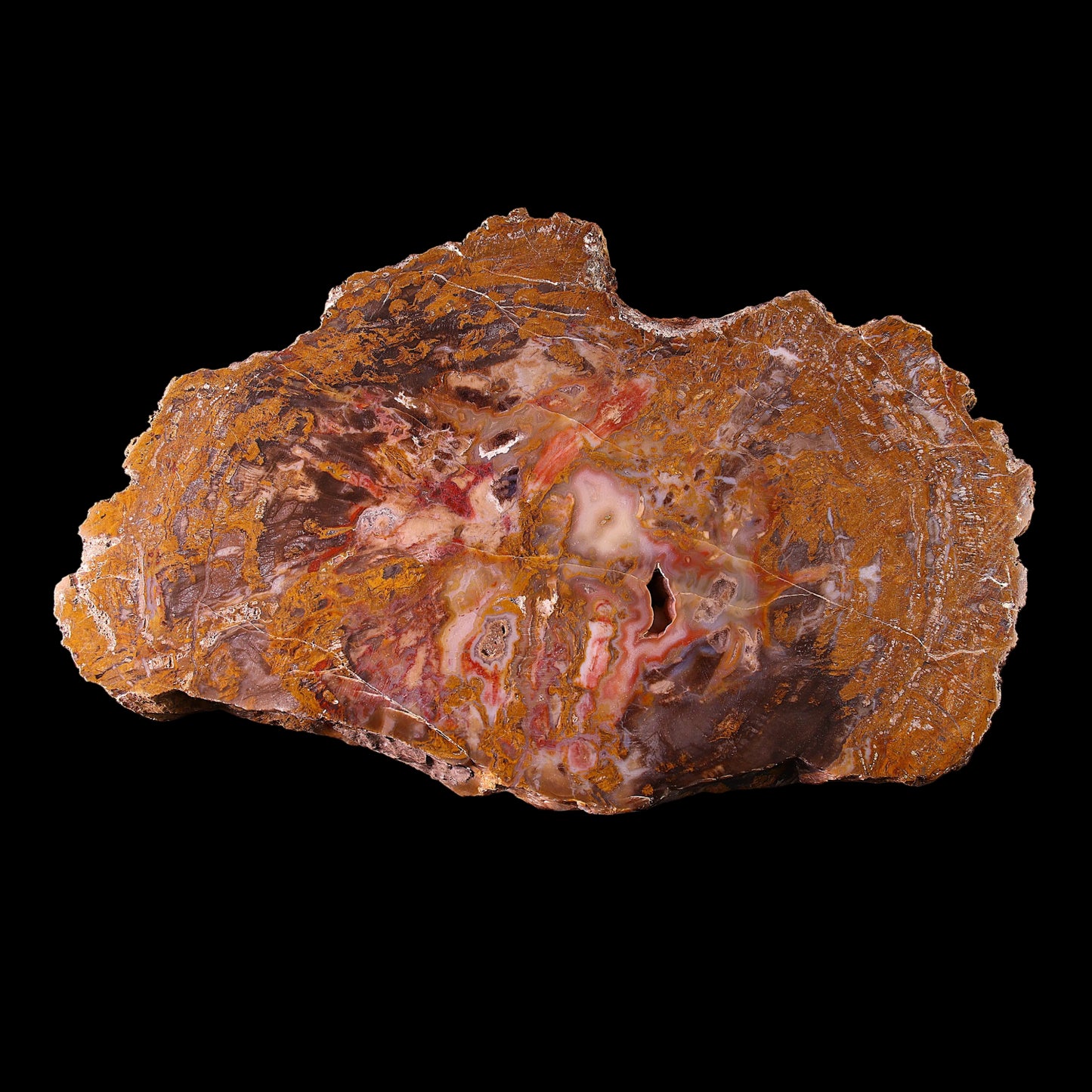 Petrified Wood Plate