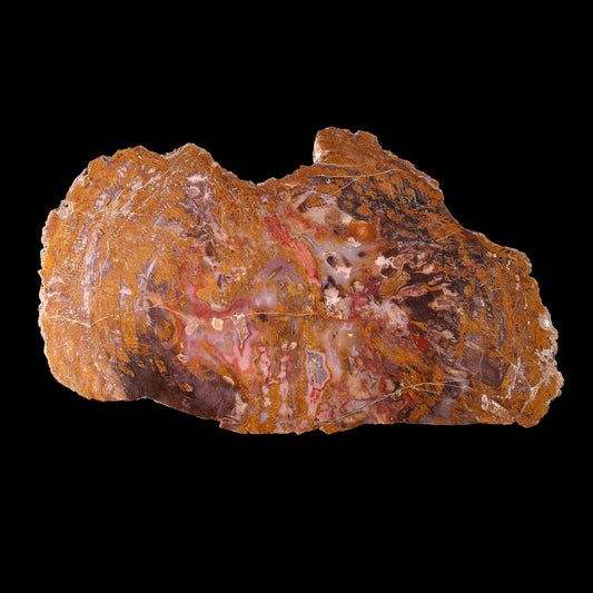 Petrified Wood Plate