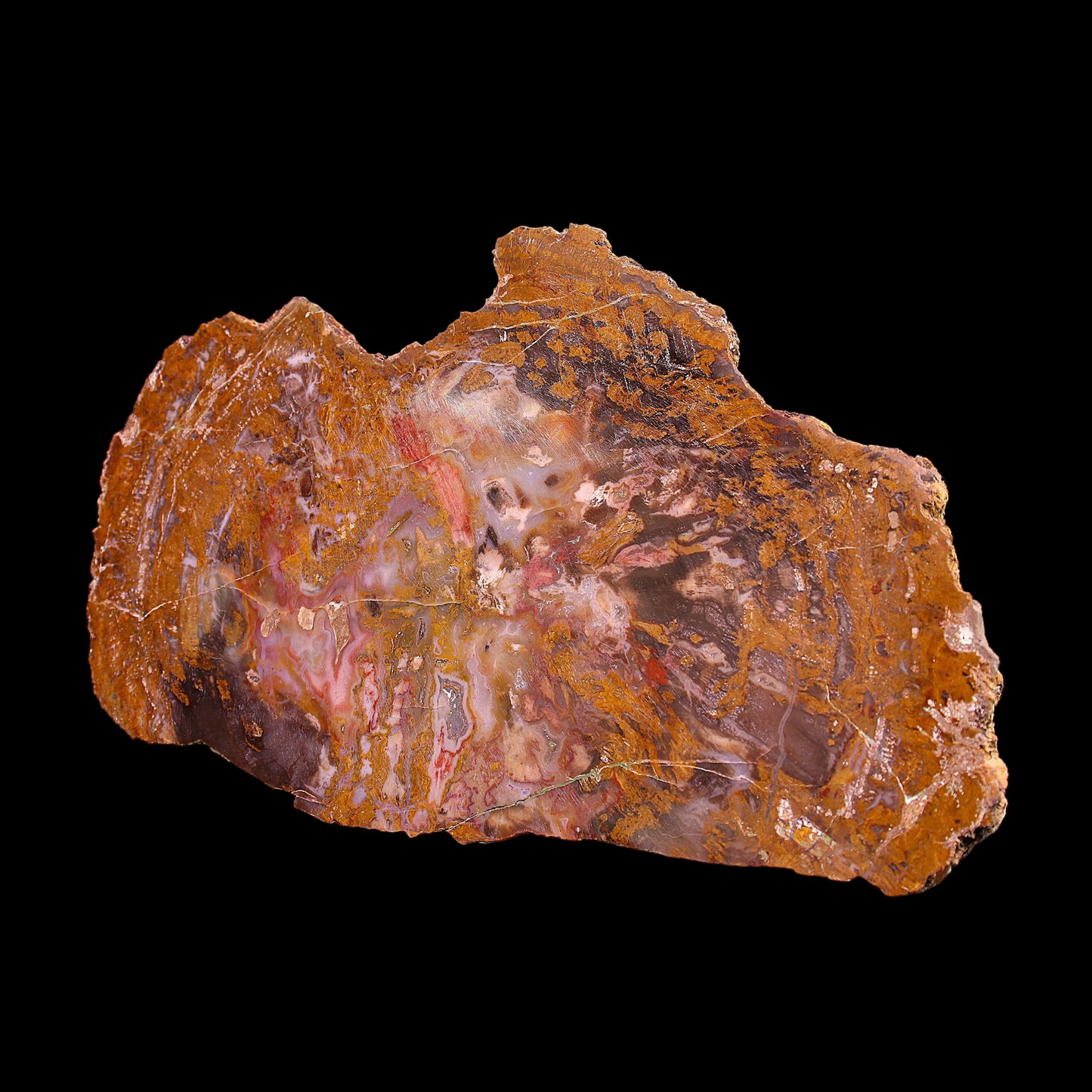 Petrified Wood Plate