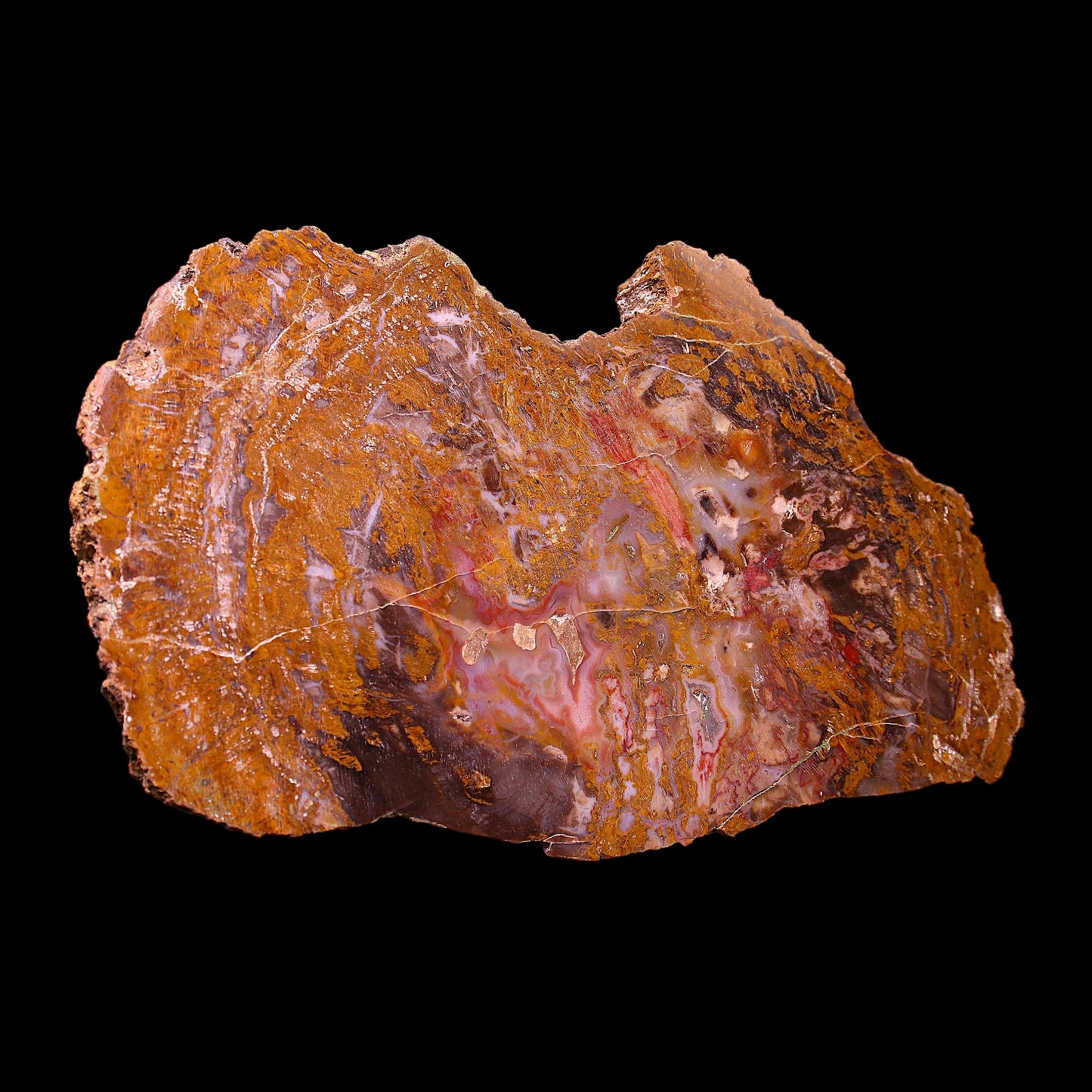 Petrified Wood Plate
