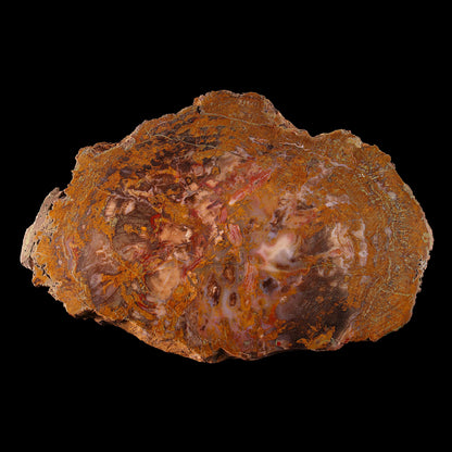 Petrified Wood Plate