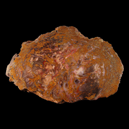 Petrified Wood Plate