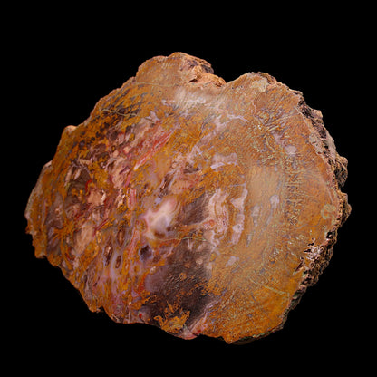 Petrified Wood Plate