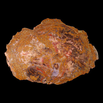 Petrified Wood Plate