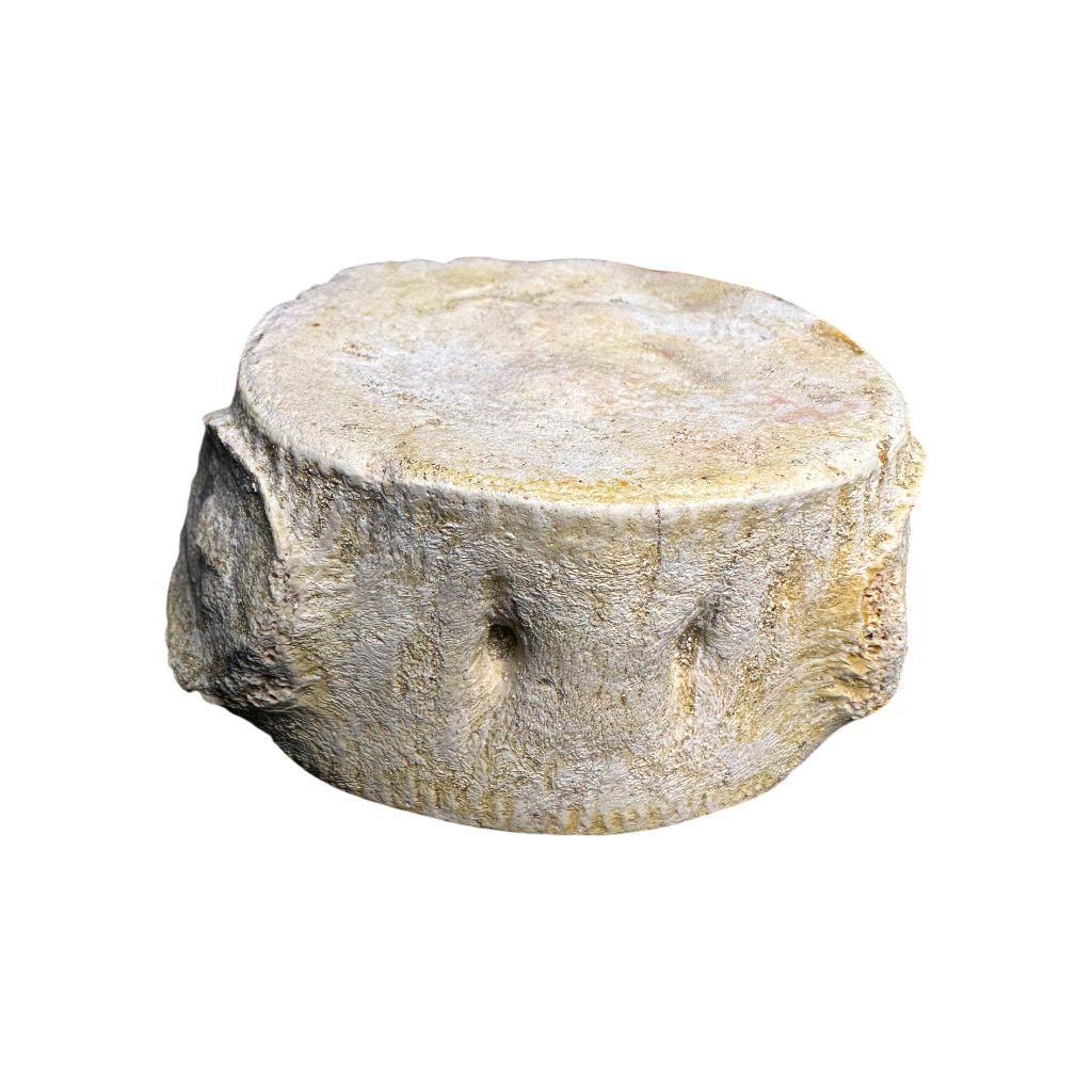 Plesiosaur Vertebra
