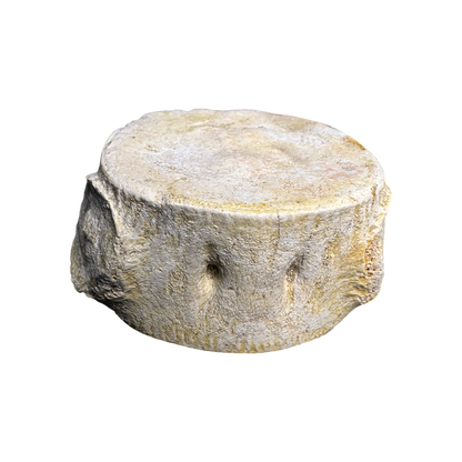 Plesiosaur Vertebra