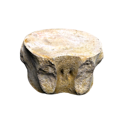 Plesiosaur Vertebra