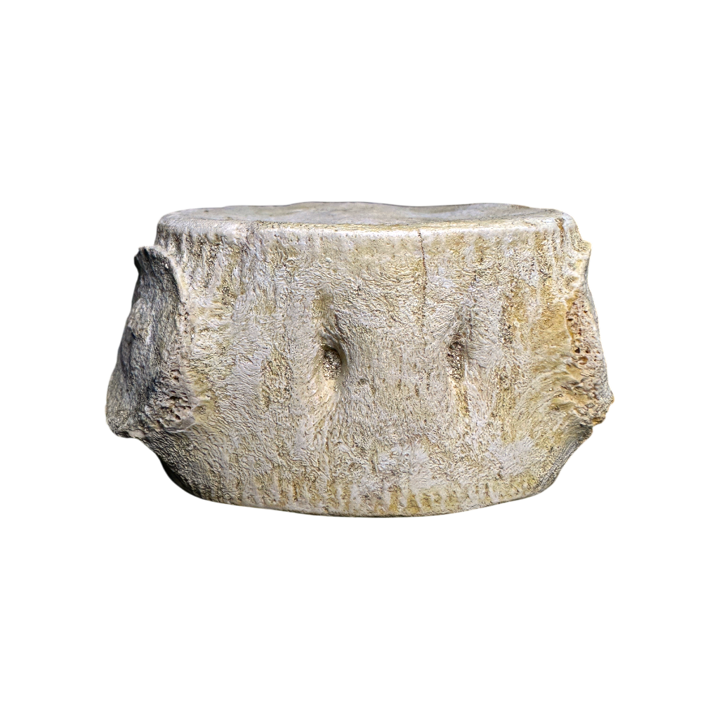 Plesiosaur Vertebra