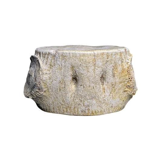 Plesiosaur Vertebra