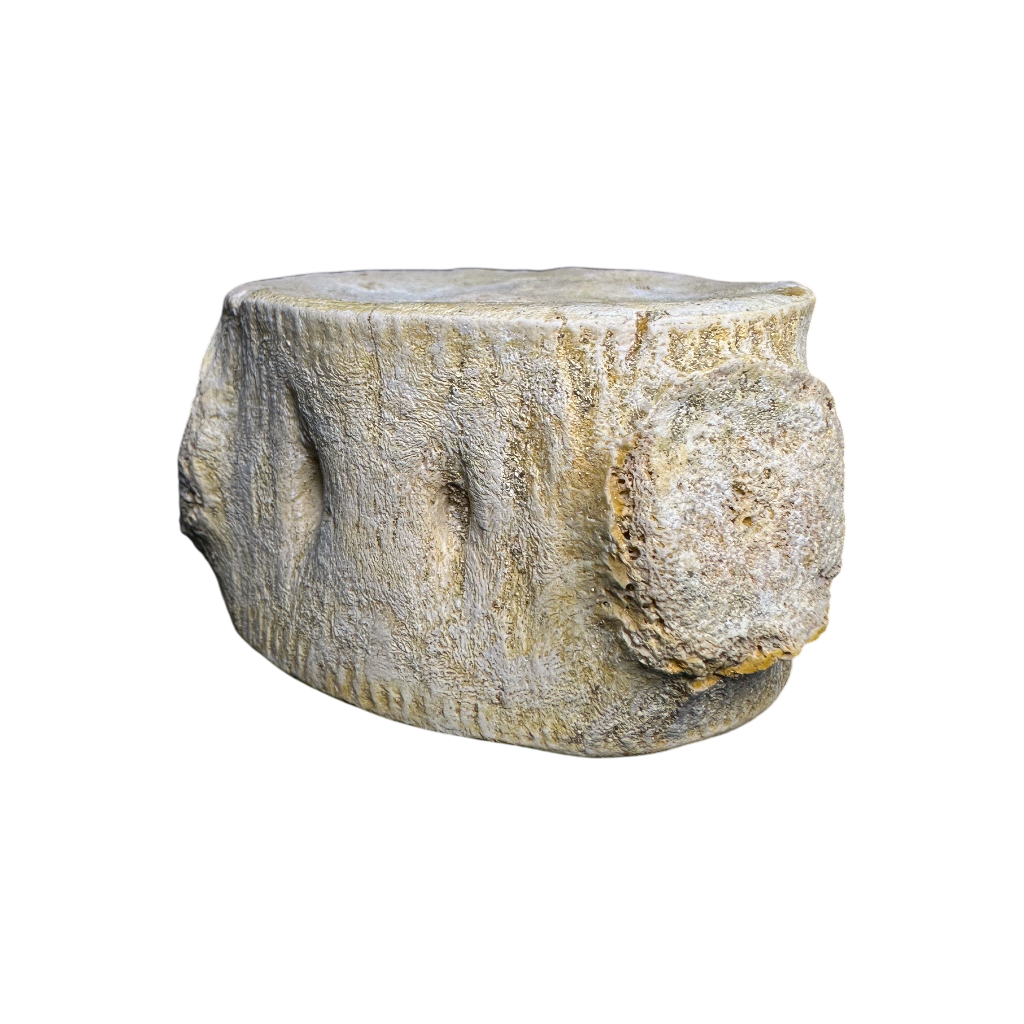 Plesiosaur Vertebra