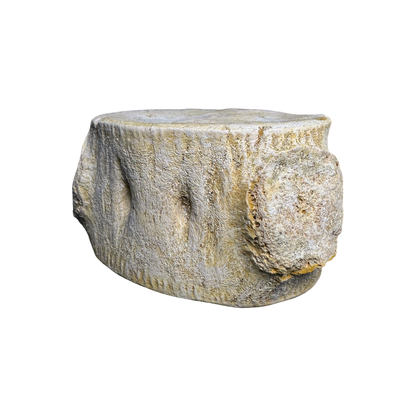 Plesiosaur Vertebra