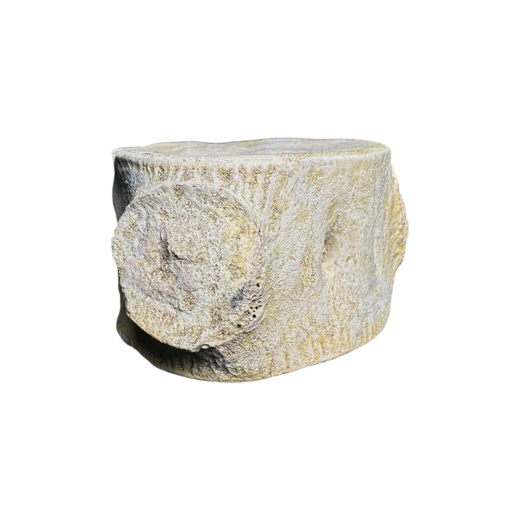Plesiosaur Vertebra