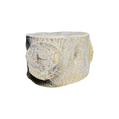 Plesiosaur Vertebra