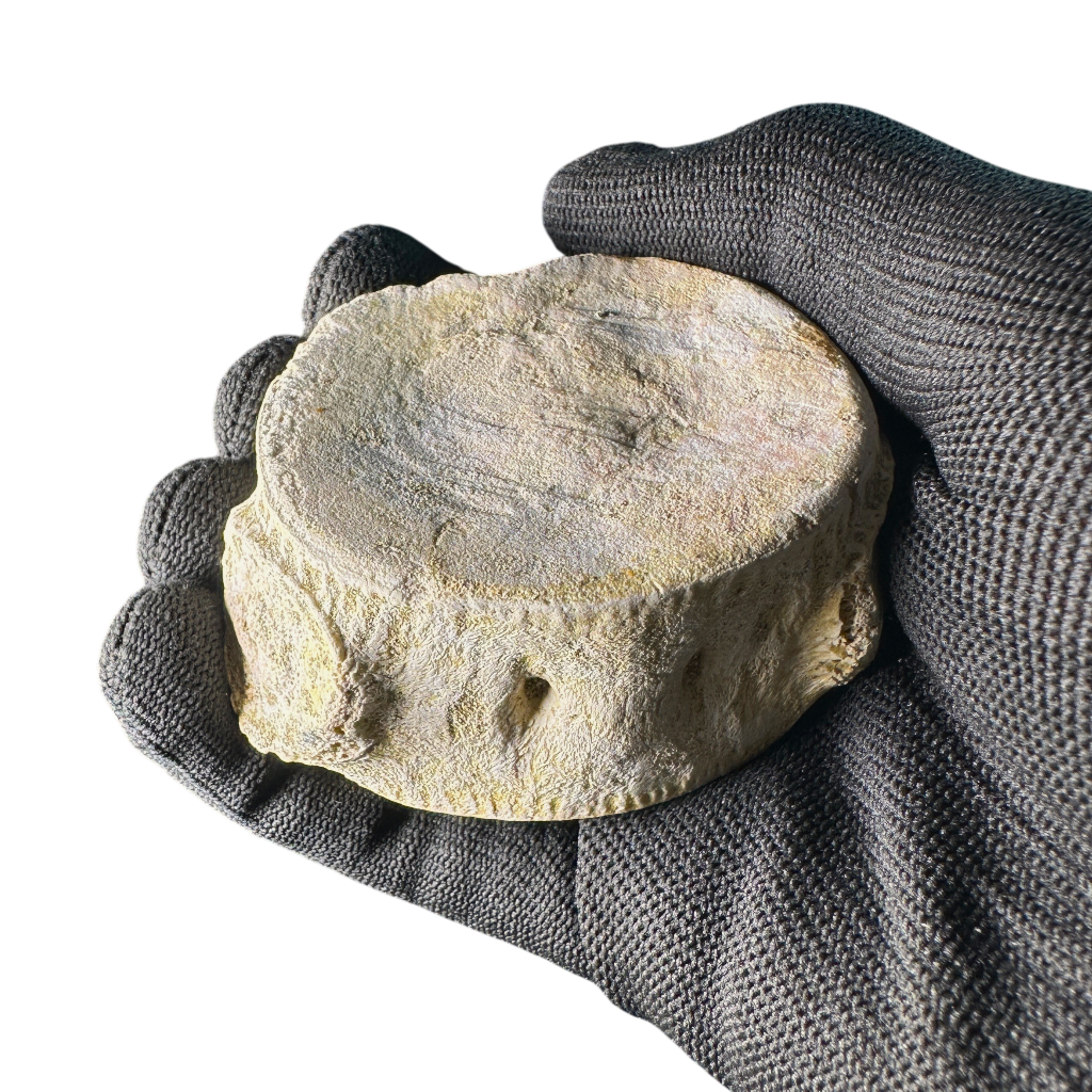 Plesiosaur Vertebra