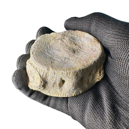 Plesiosaur Vertebra