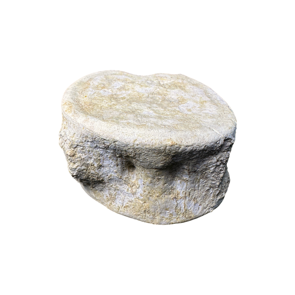 Plesiosaur Vertebra