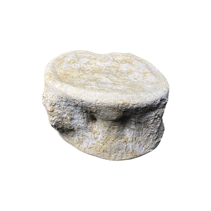 Plesiosaur Vertebra