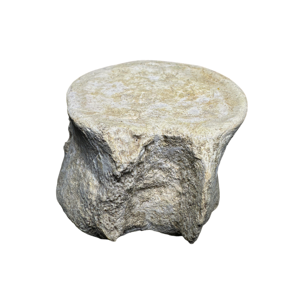 Plesiosaur Vertebra