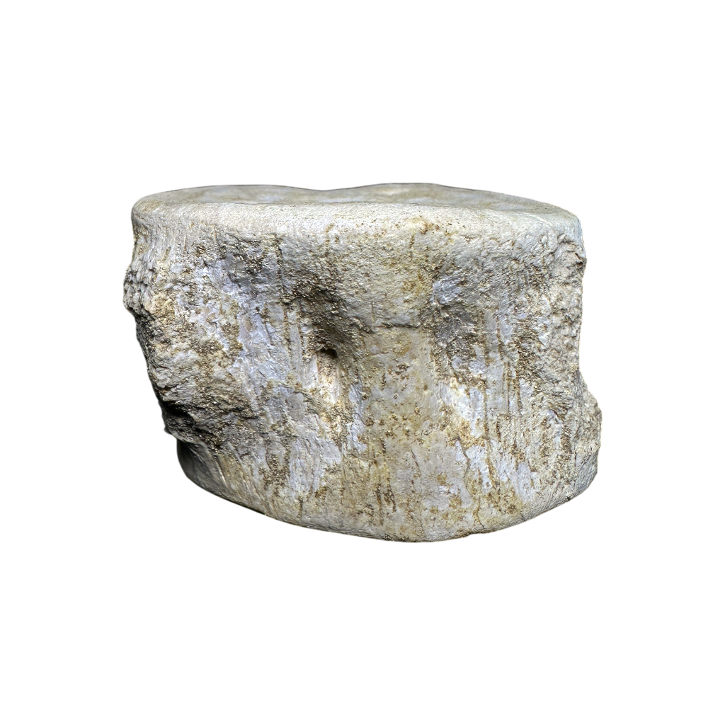Plesiosaur Vertebra