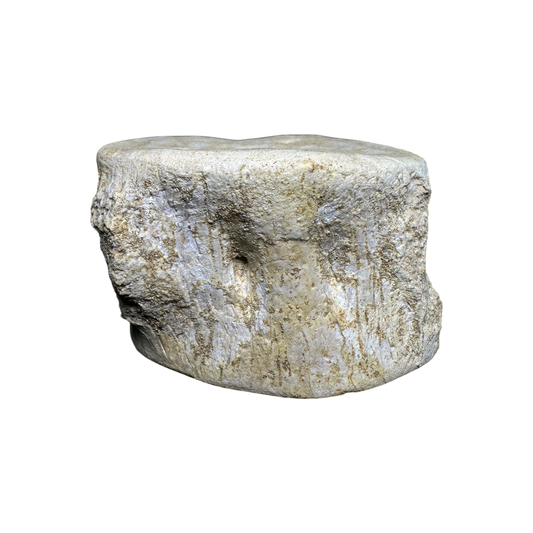 Plesiosaur Vertebra
