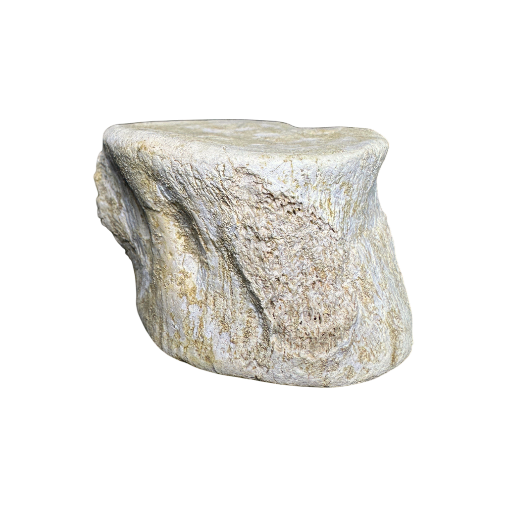 Plesiosaur Vertebra