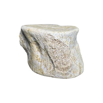 Plesiosaur Vertebra