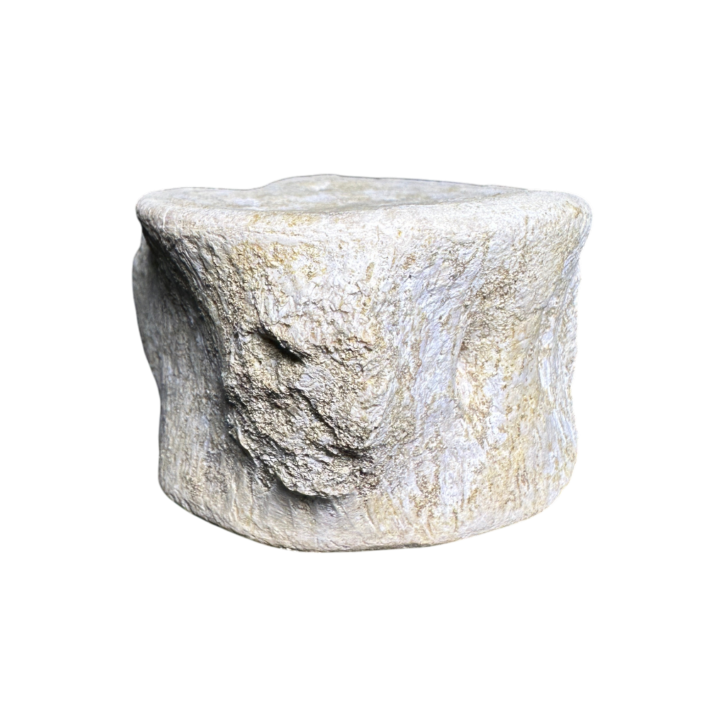 Plesiosaur Vertebra