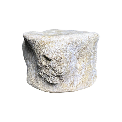 Plesiosaur Vertebra
