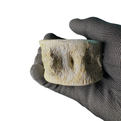 Plesiosaur Vertebra