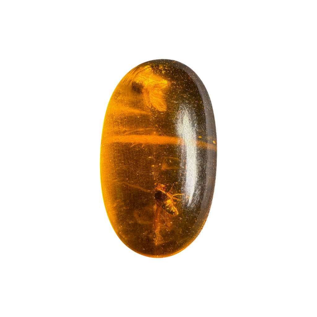 Insect in Amber