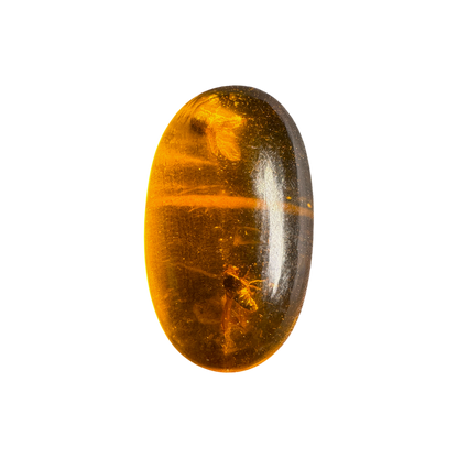 Insect in Amber