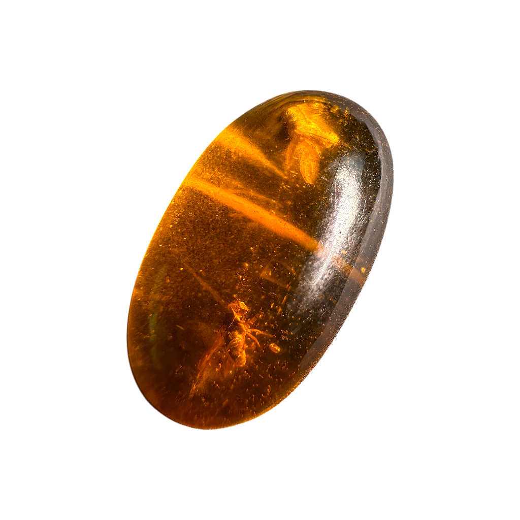 Insect in Amber