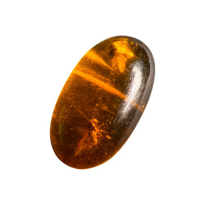 Insect in Amber