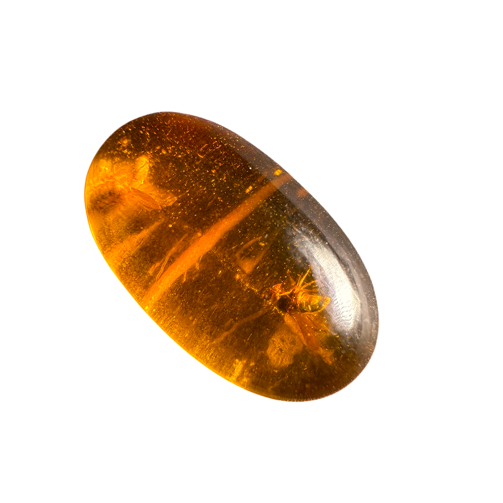 Insect in Amber