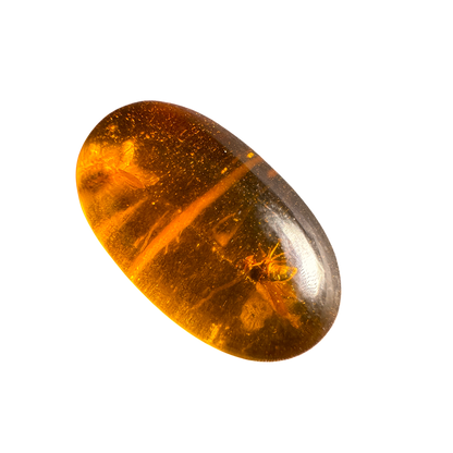 Insect in Amber
