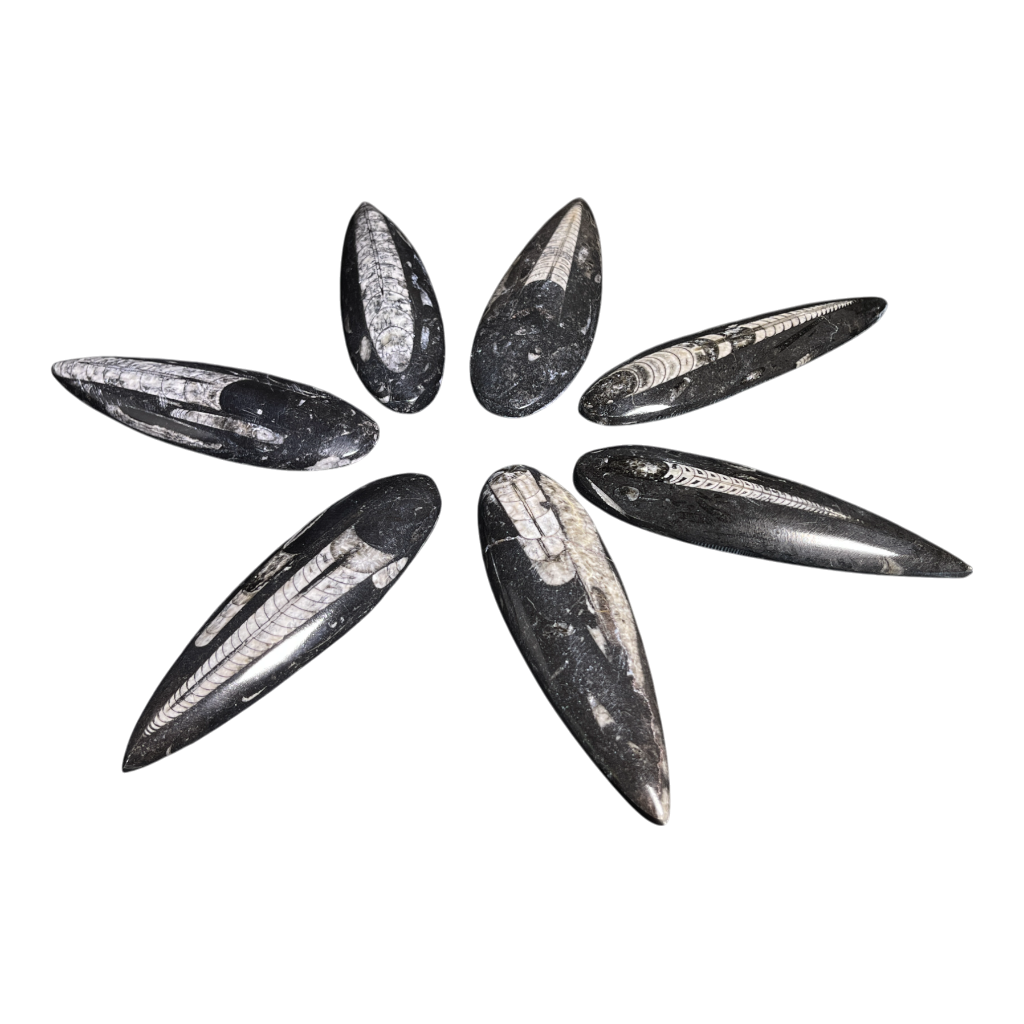 Orthoceras Fossil