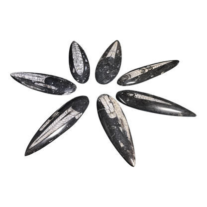 Orthoceras Fossil