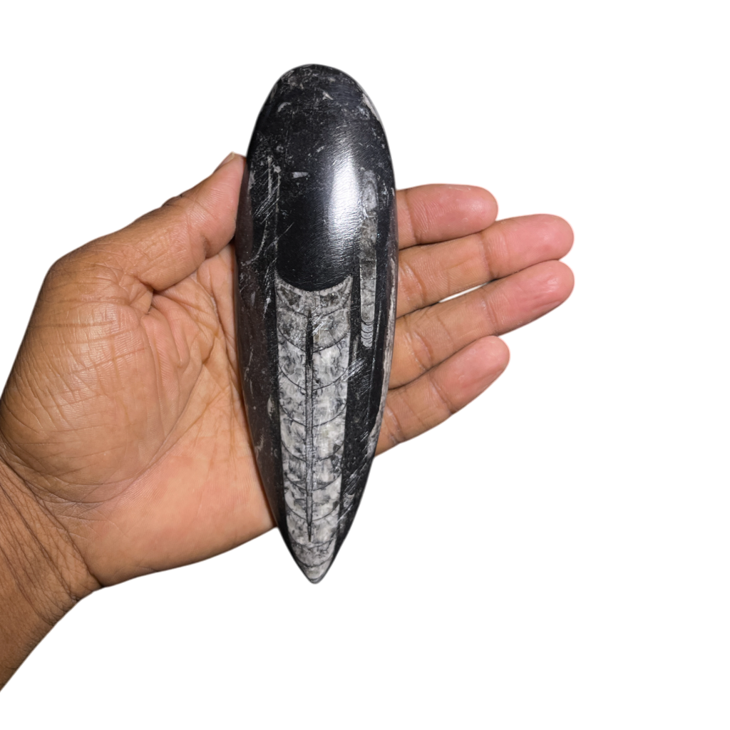 Orthoceras Fossil