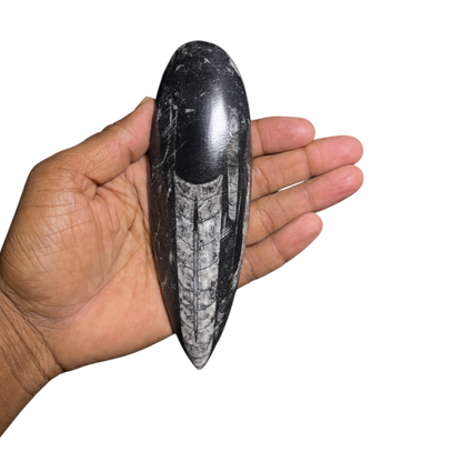 Orthoceras Fossil