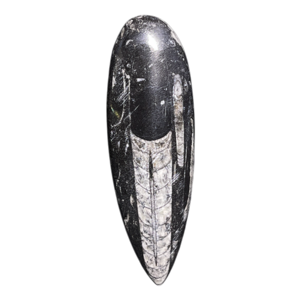 Orthoceras Fossil