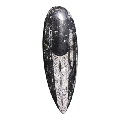 Orthoceras Fossil